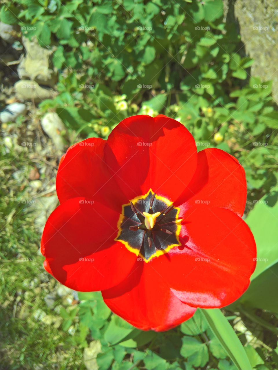 Tulip,perfect spring morning