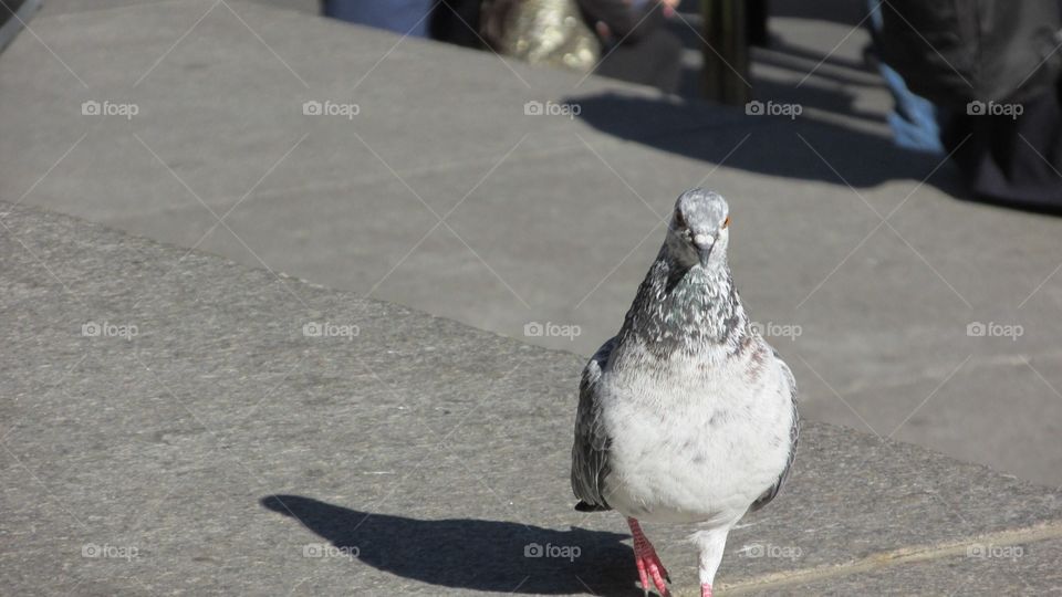 Gray & White Pigeon Walking Across a City Sidewalk During the Day (Partially Cropped)