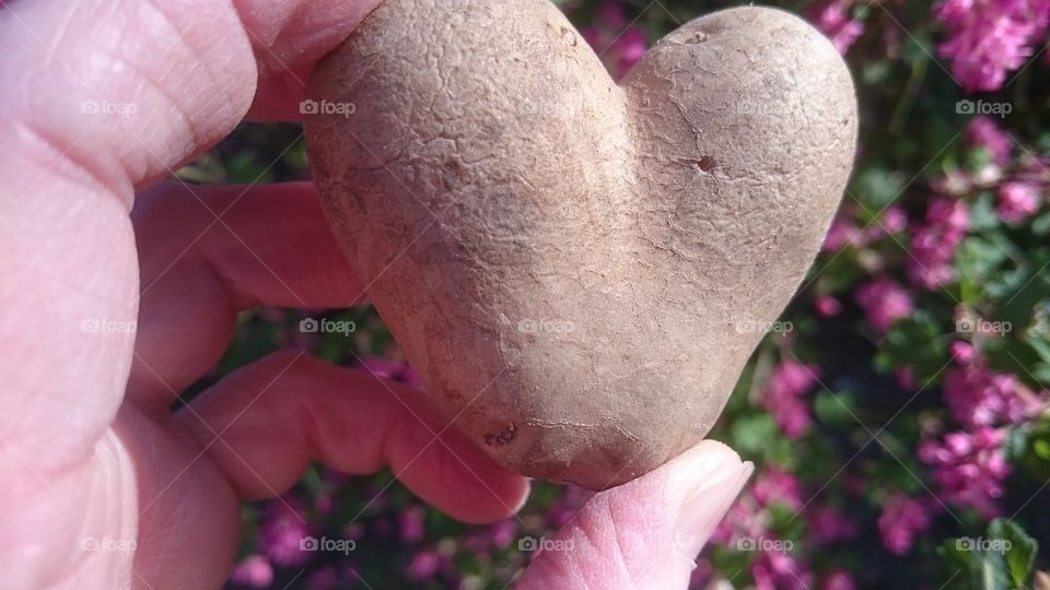 Hand holding potato infront of flowers