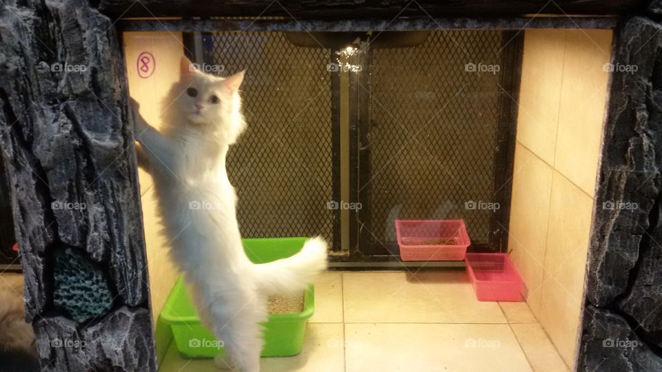 Cat. The kitten wants to go home