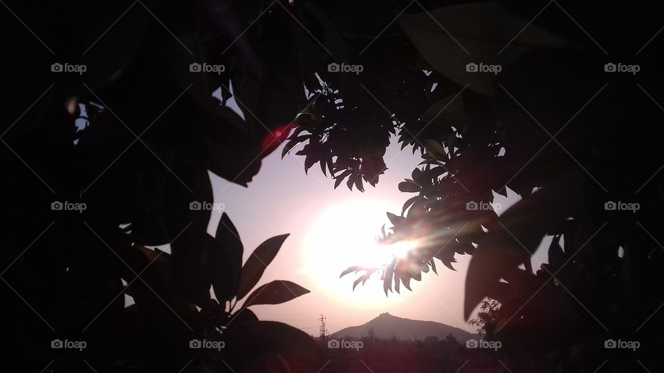 sun rays escaping through trees