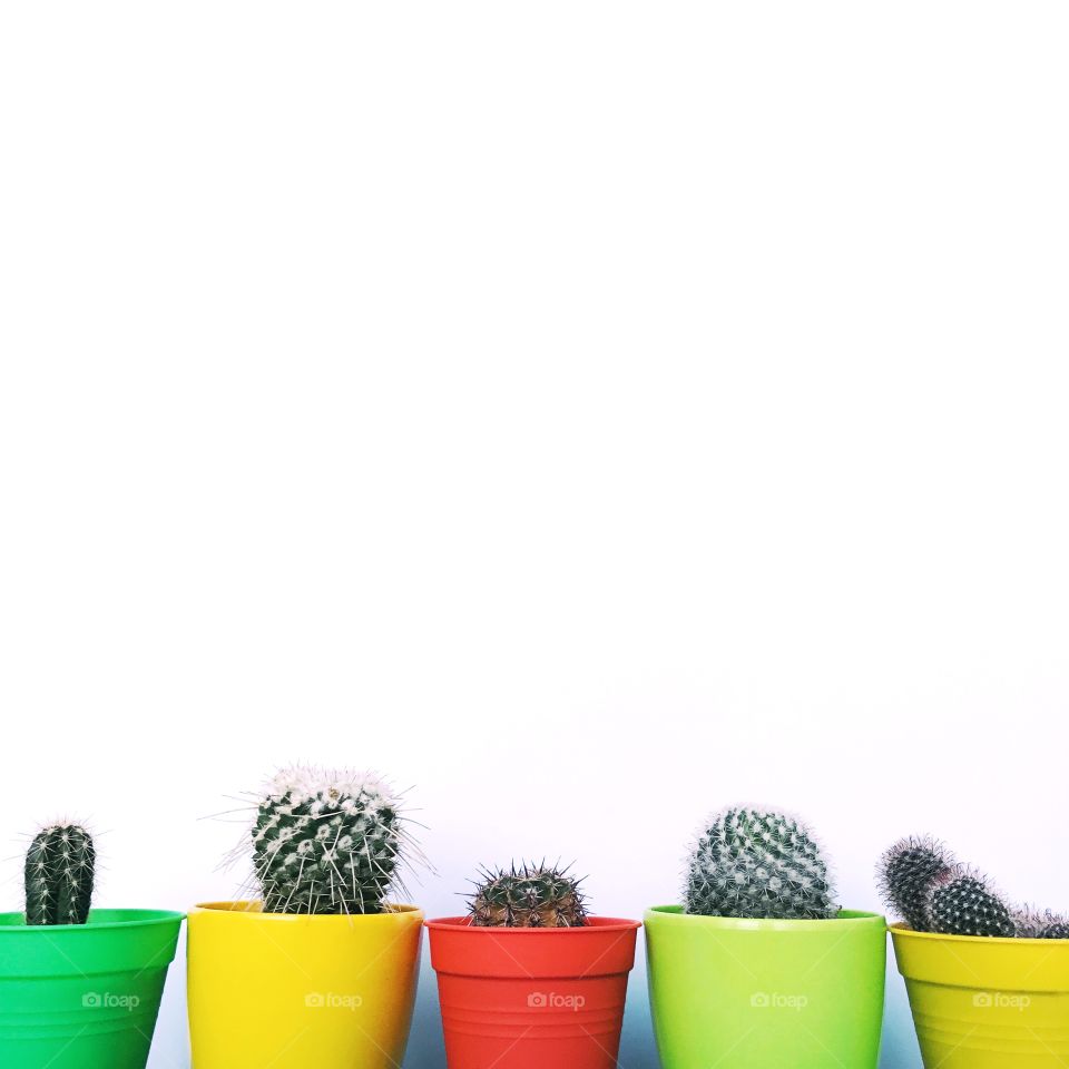 Cute cactuses on white background