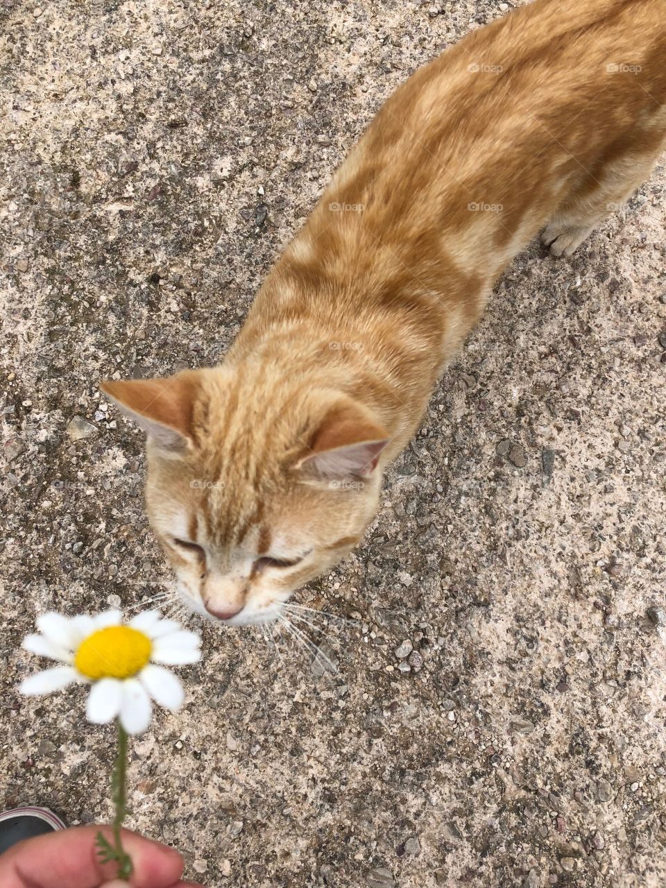 Cat flower 