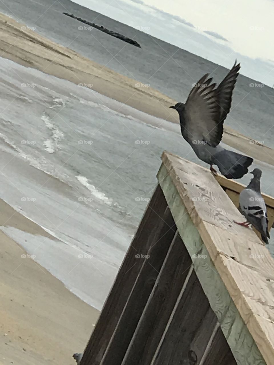 Bird taking off