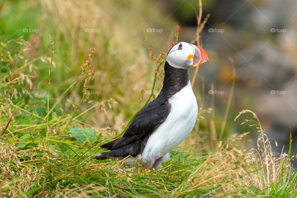Cute puffin looking with curiosity.