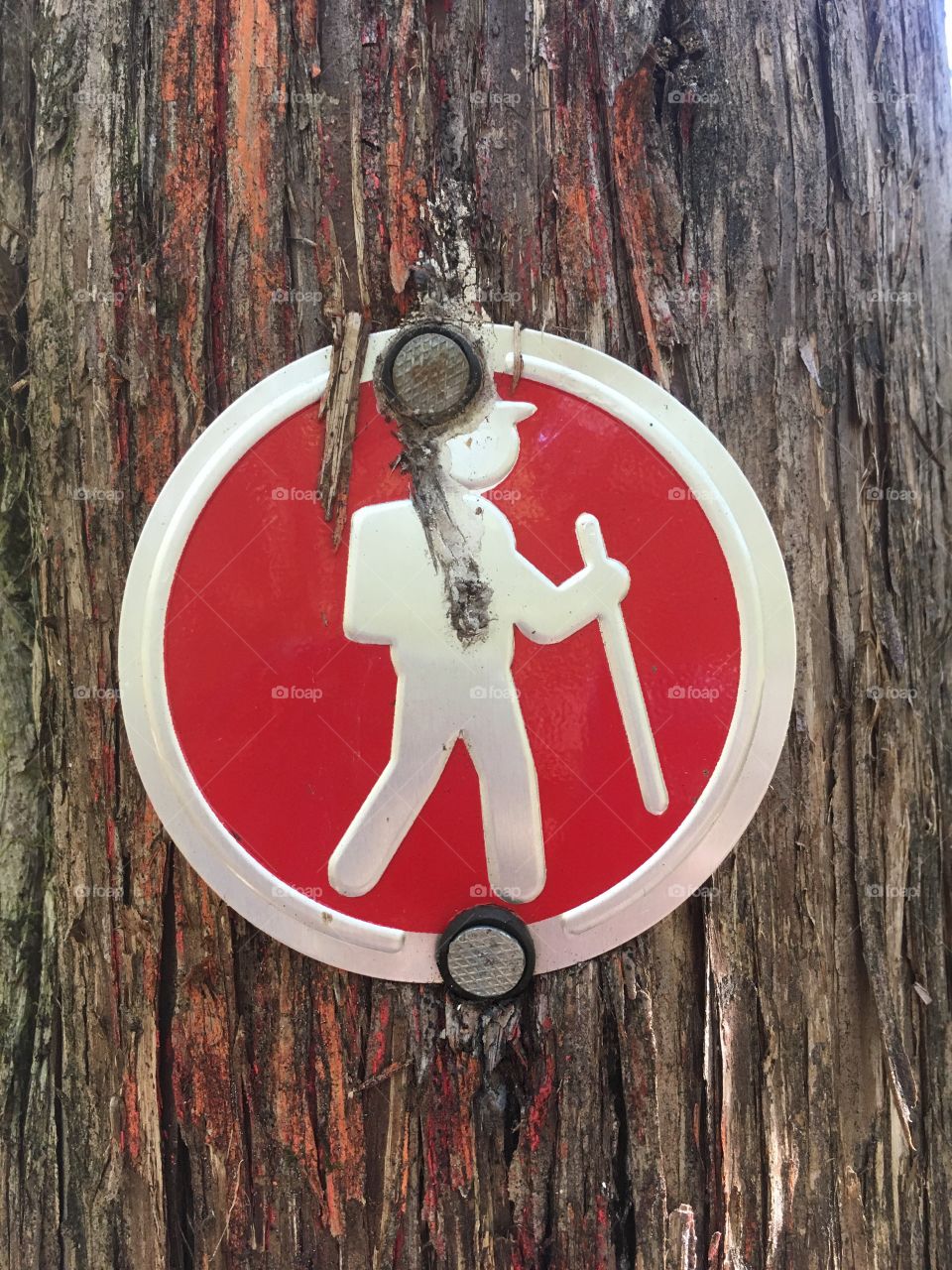 While hiking through this forest, be sure not to take a bolt to the head. This is not optimal hiking strategy. 