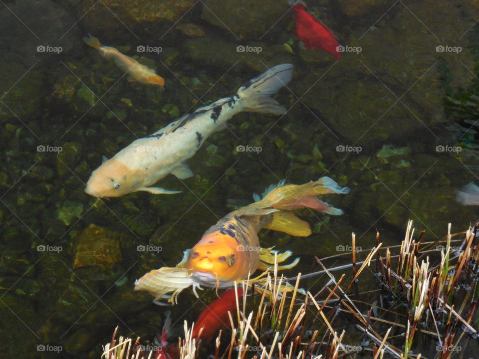 Koi fish in pond