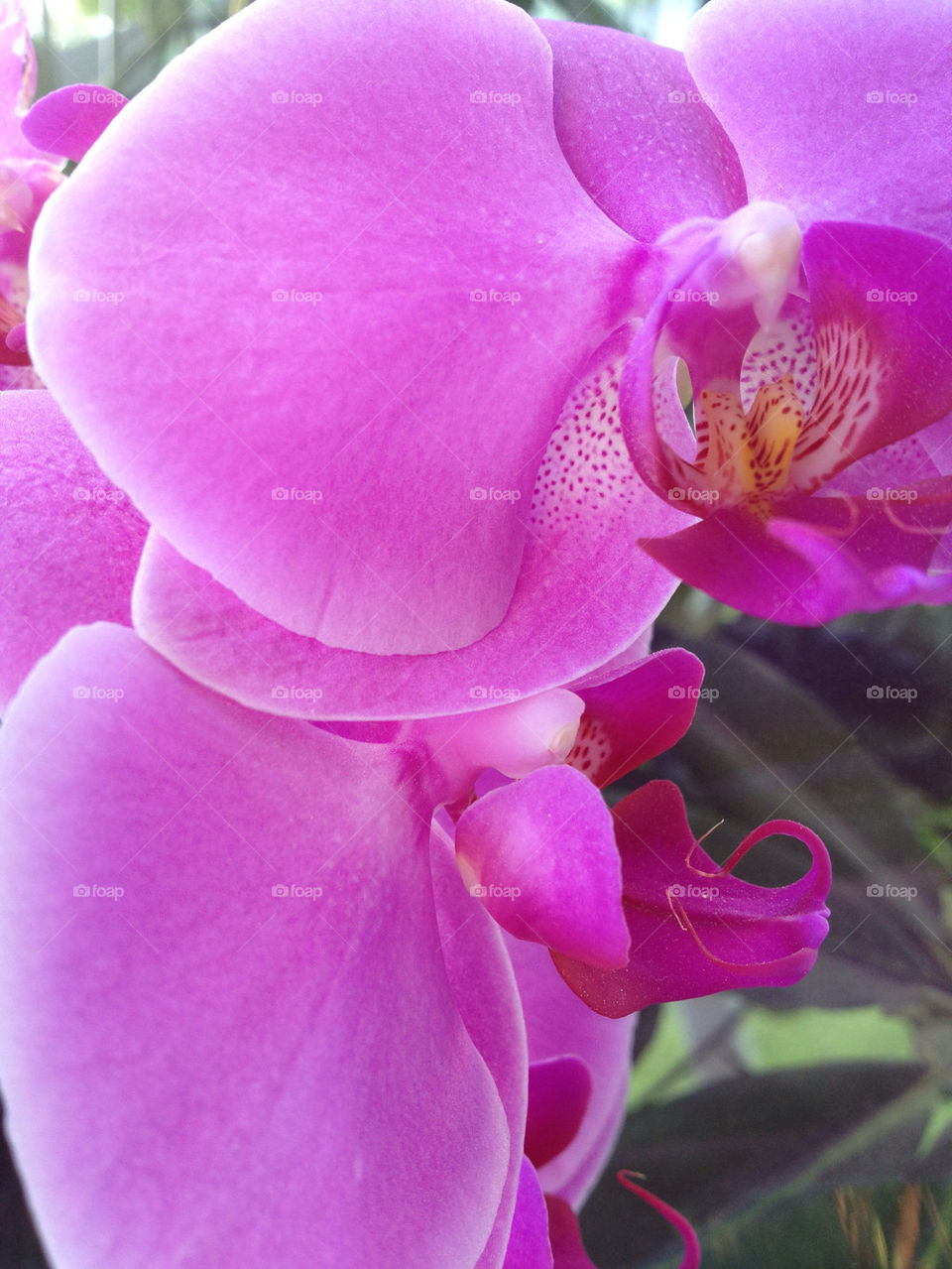 sweden pink orchid beautiful by mrsmi