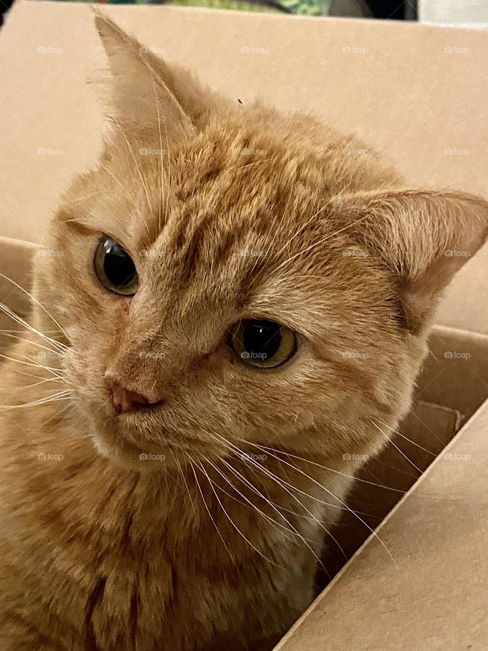 An orange cat sitting in a box and looking around the flap at something outside of the box