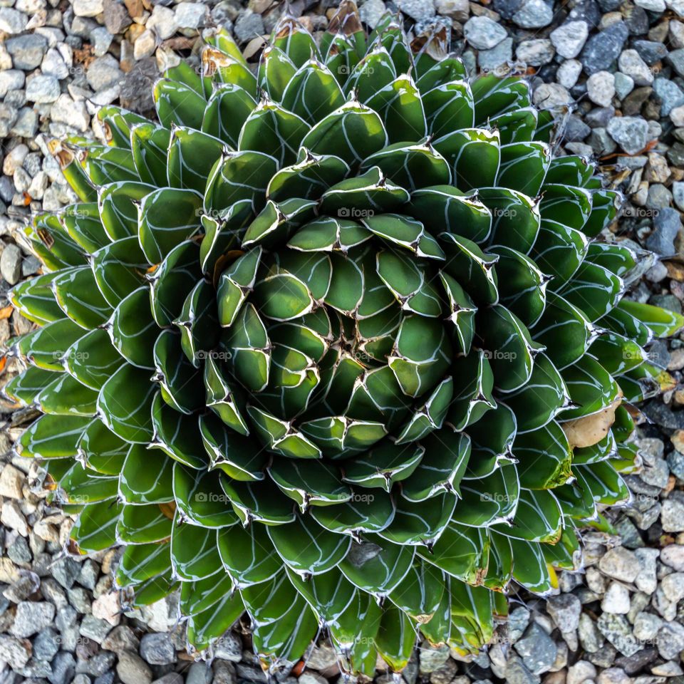 Green Spiky Succulent Plant Showing Its Geometry In Nature During the Day
