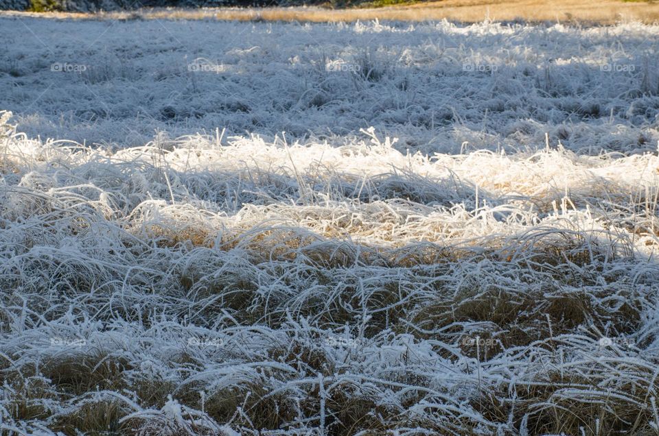 Frosty Marvels:Nature's Ice Artistry