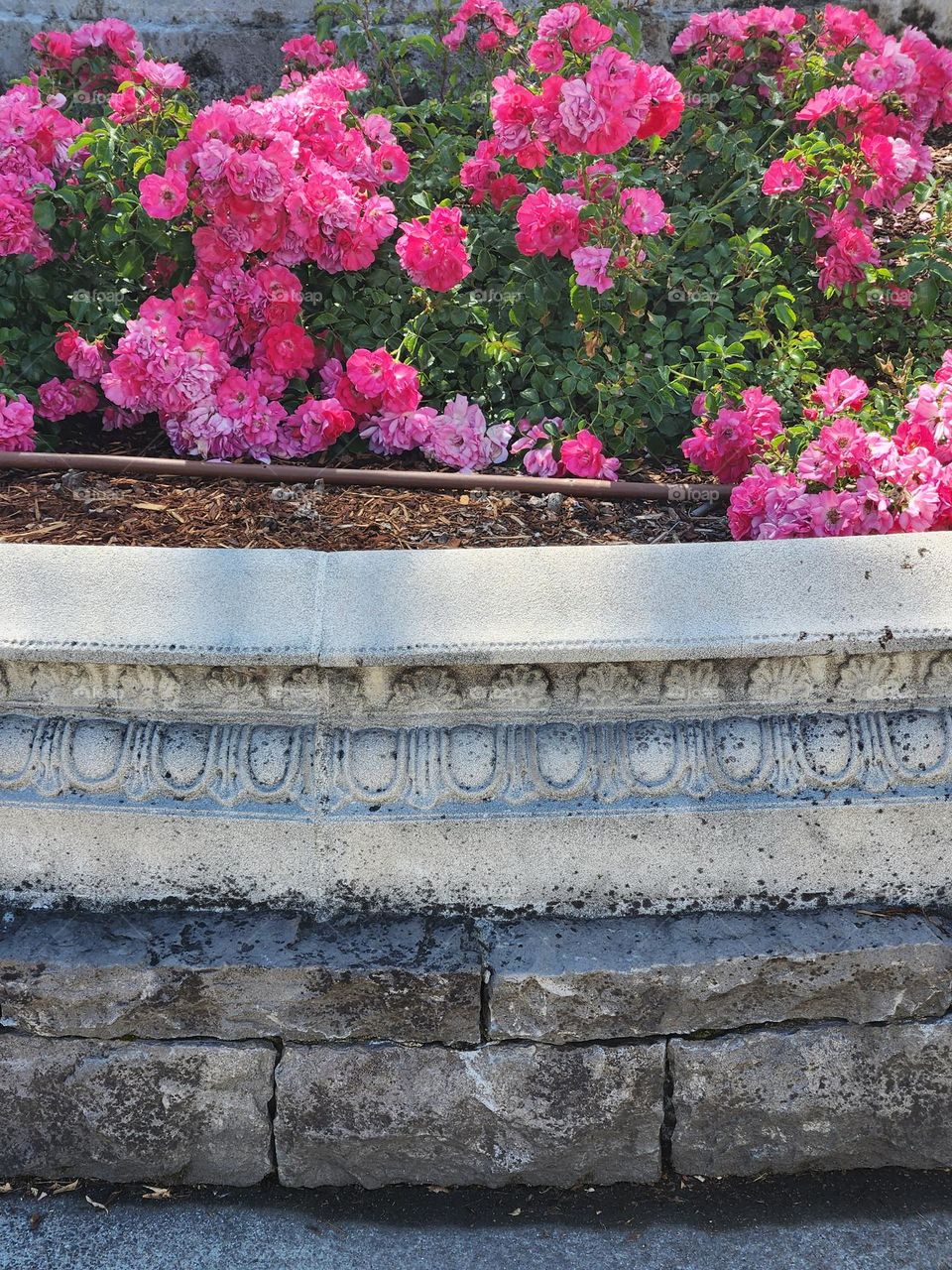 patterned stone planter with bold pink flowers