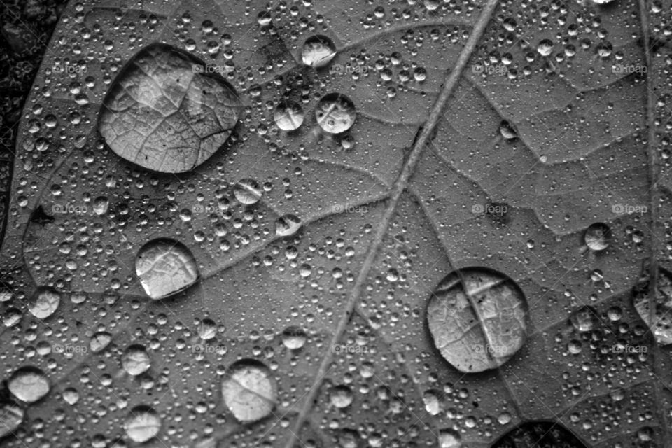 Water droplets on Leaf