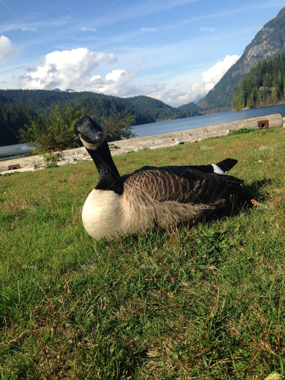 Canada goose closeup foreground Buntzen lake near Vancouver, British Columbia, a glacial fed lake, reservoir surrounded by the west coast mountains 