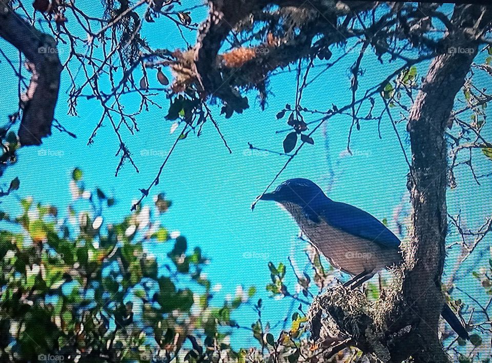 bird on branch of tree
