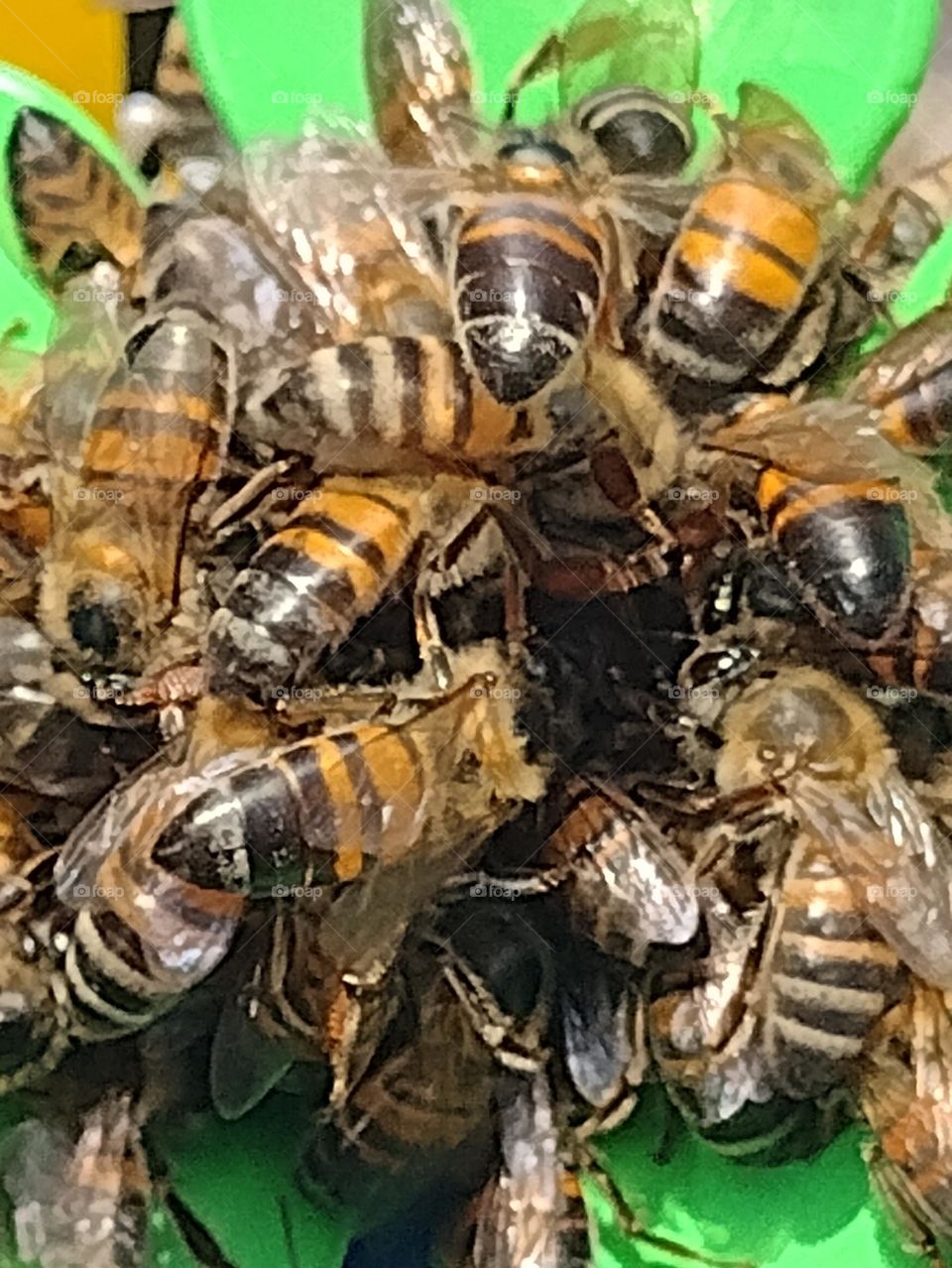 Bee 🐝🐝🐝