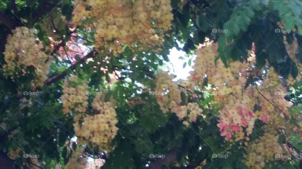 Tropical Flowering Trees Honolulu