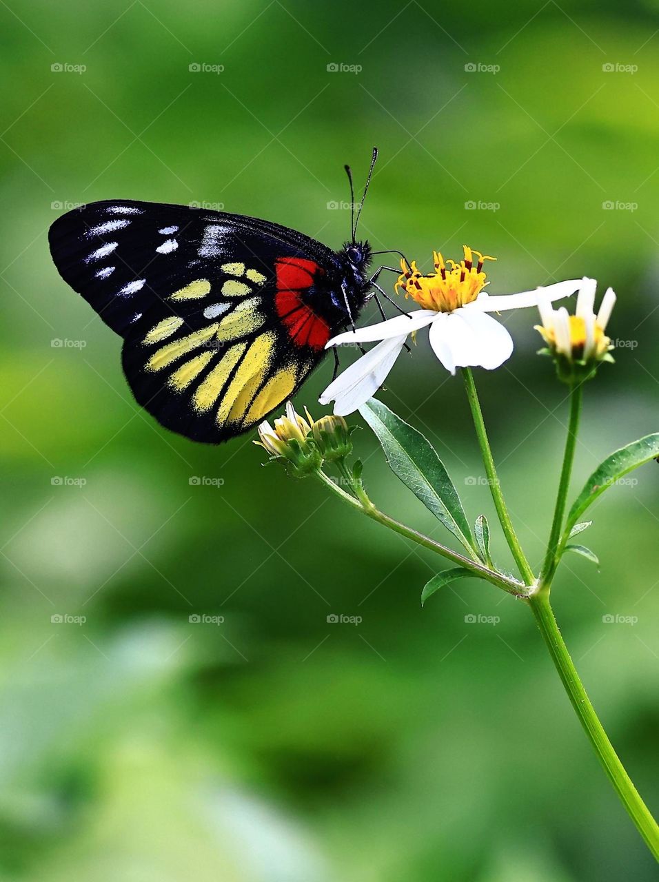 Beautiful and colourful butterfly