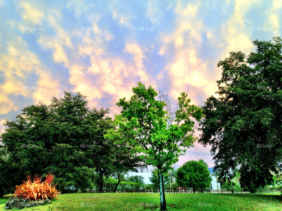 Trees at sunset