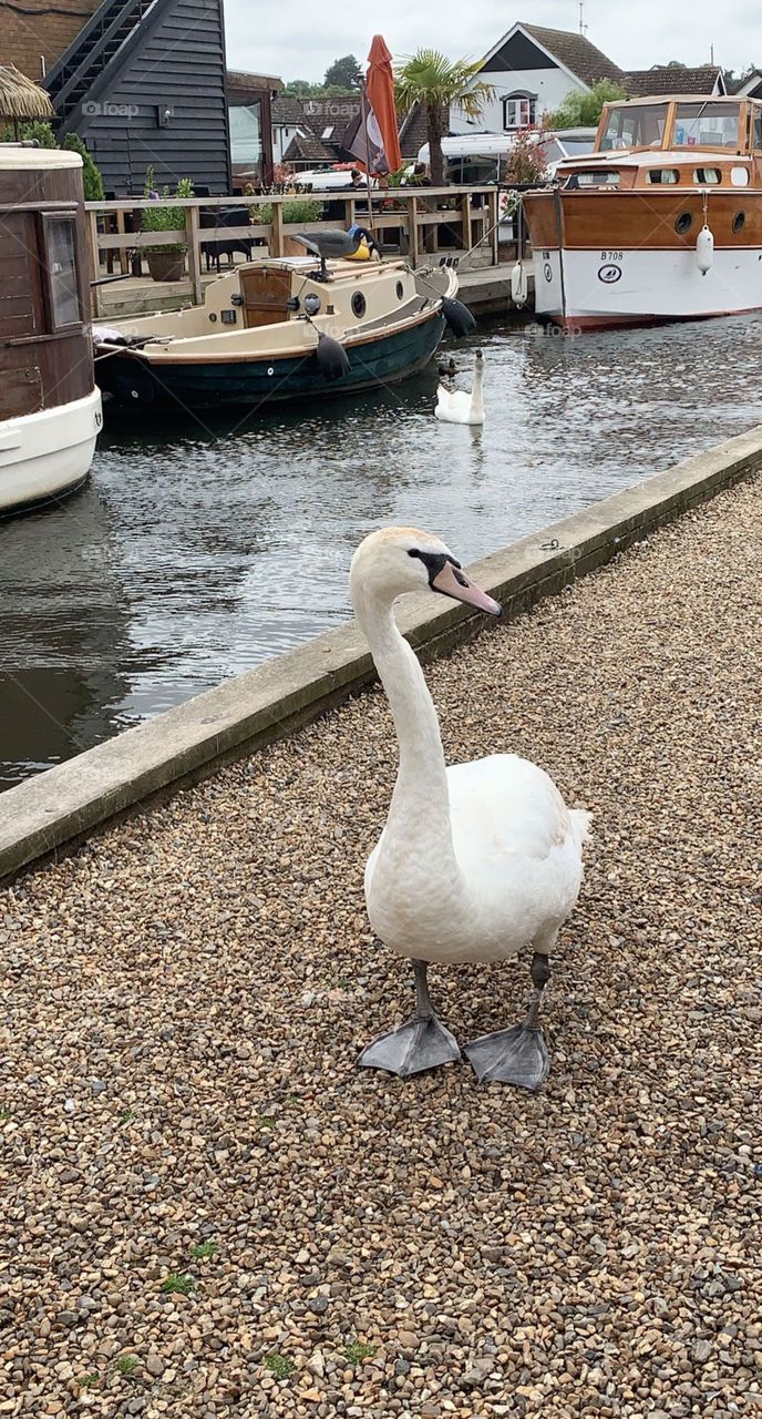 Swanky Swan in the Norfolk Broads!