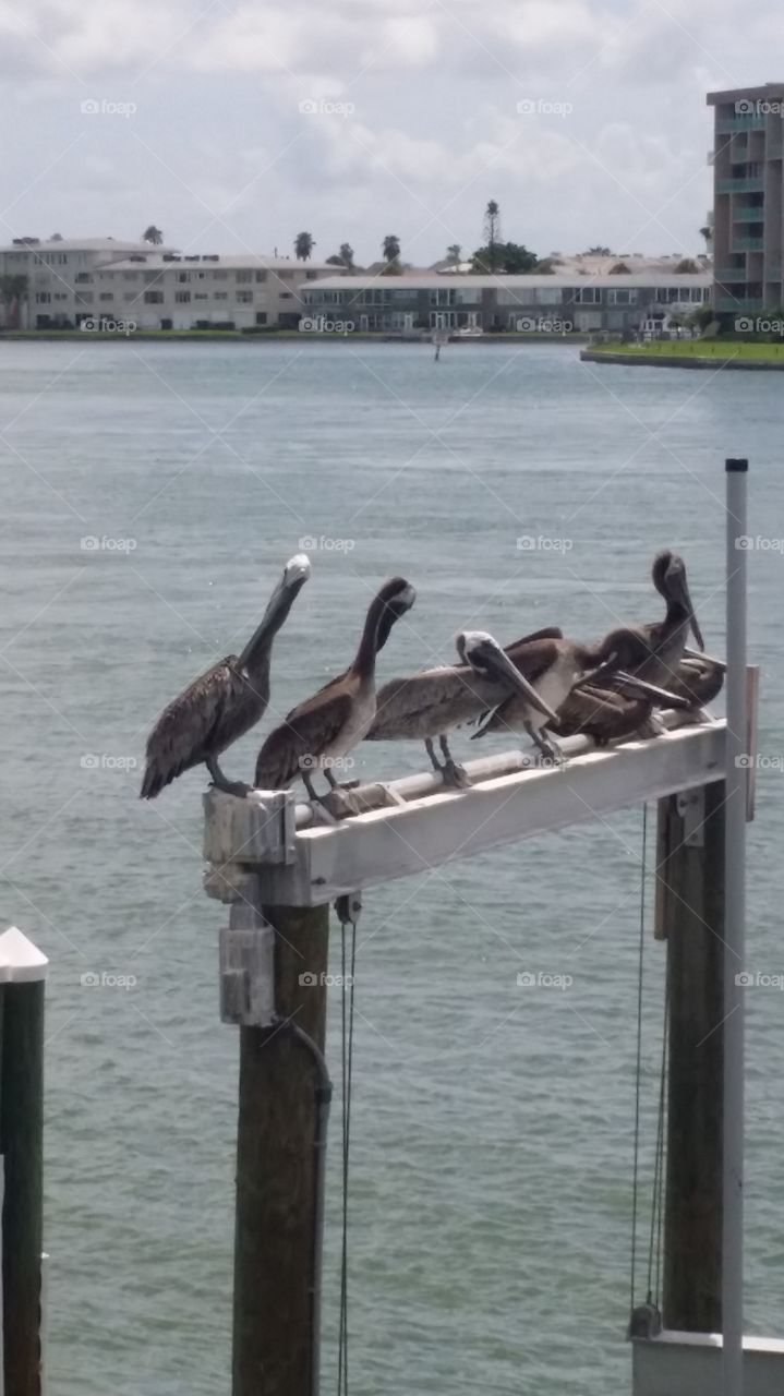 pelican flock