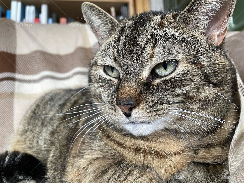 Portrait of a cute striped old cat