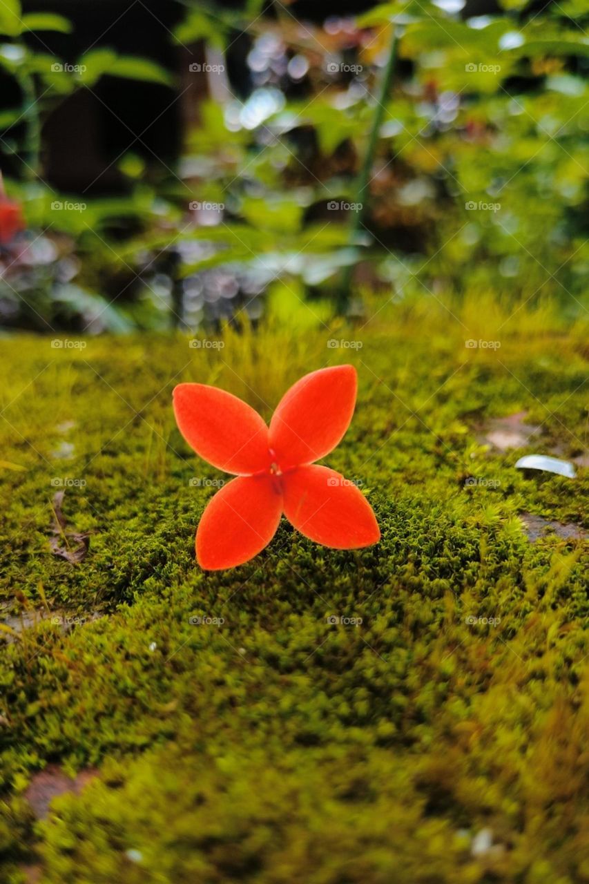 beautiful portrait of plant, Photo of the year