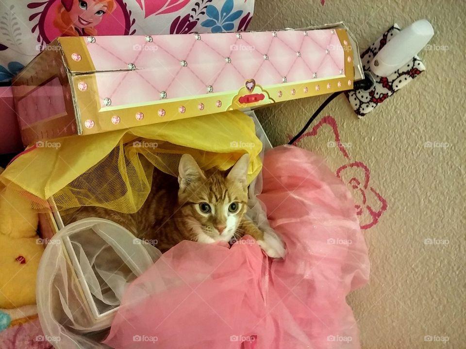 Cat in the costume chest