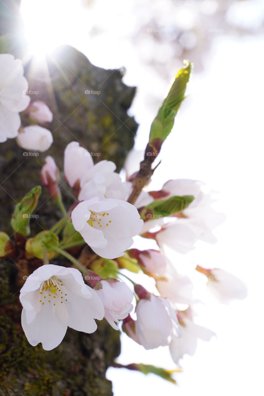 Spring blossoms in the sunlight
