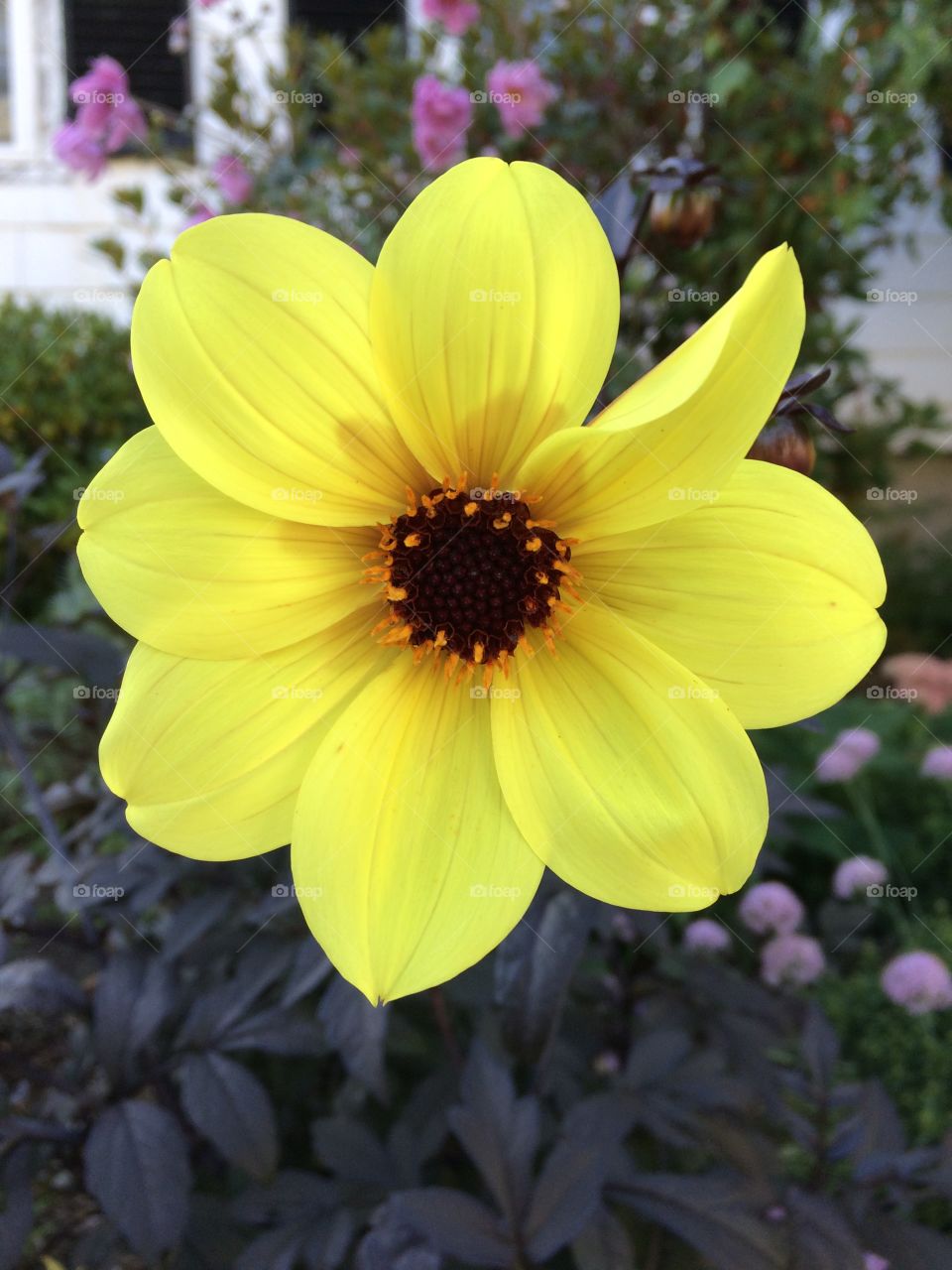 Beautiful Summer flower with bright beautiful yellow colors.