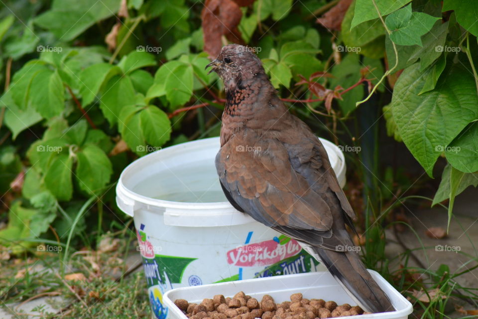 pidgeon drinking water