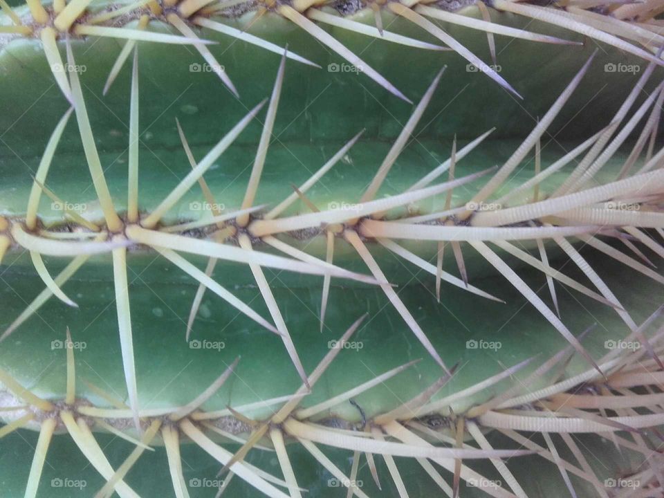 Cactus