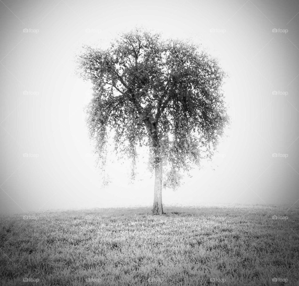 single tree