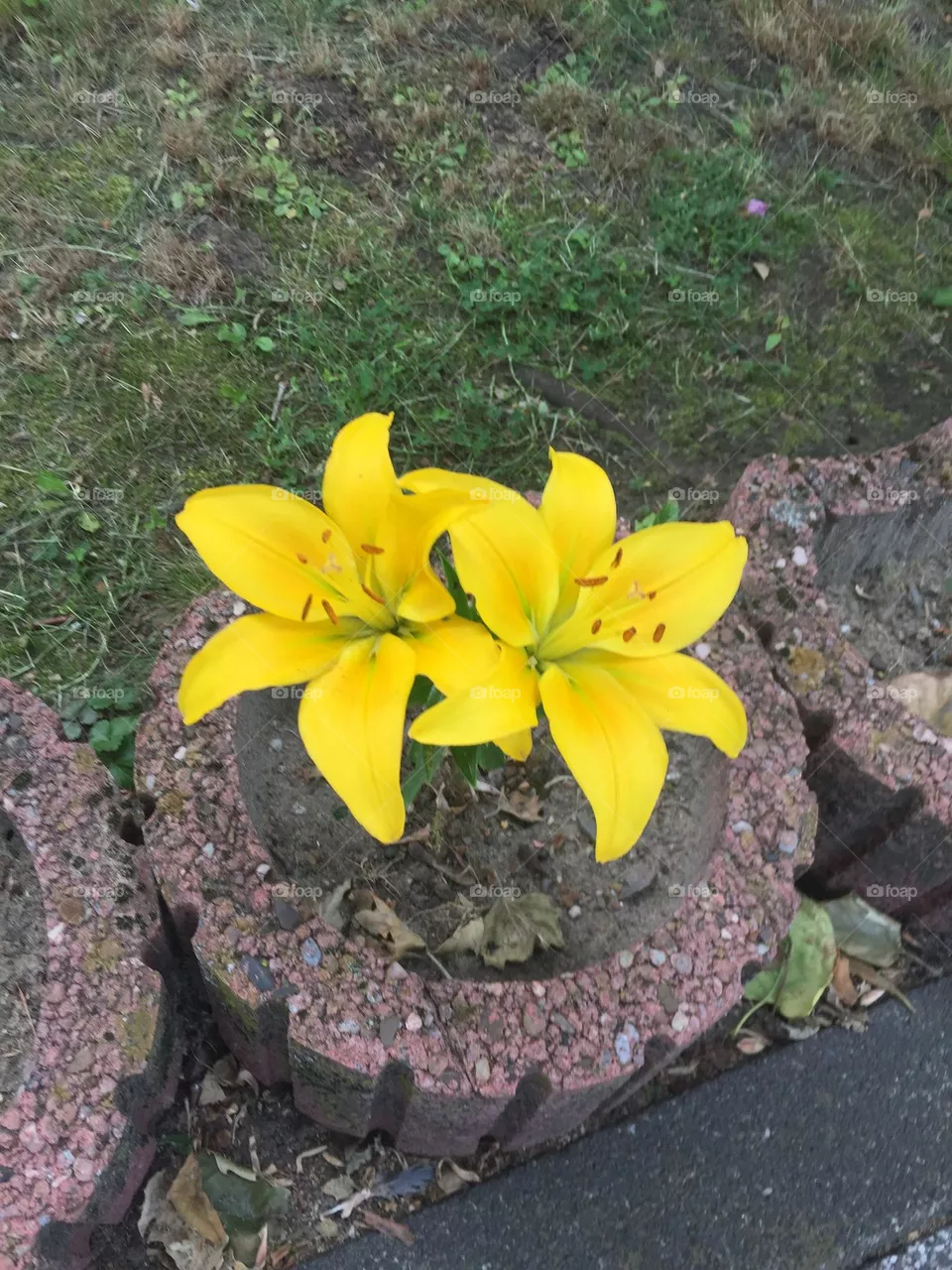 Gelbe Blumen 