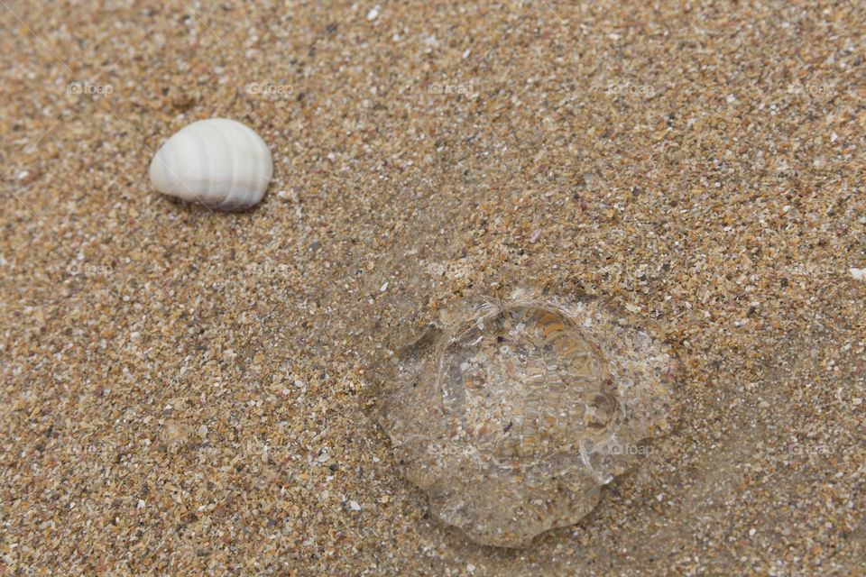 Jellyfish on the beach.