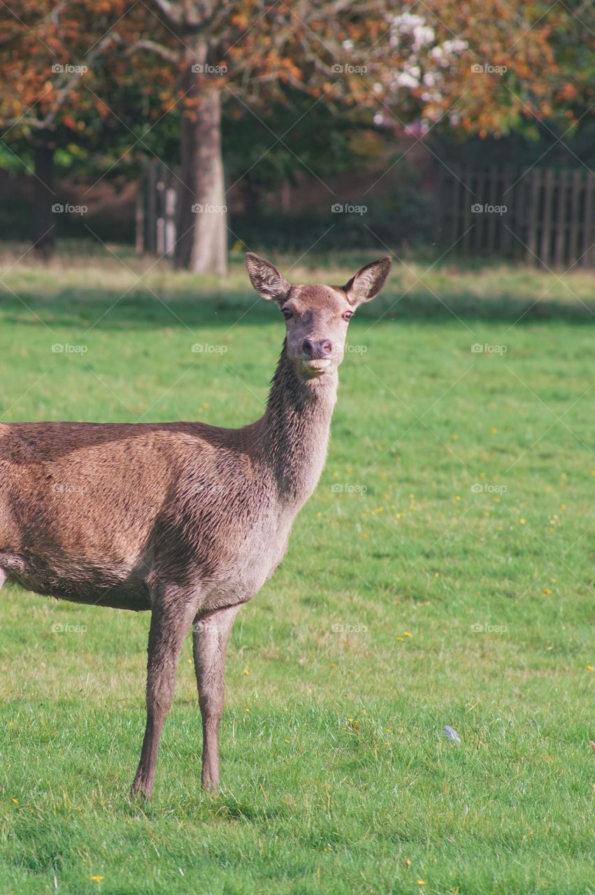 Deer with tongue out