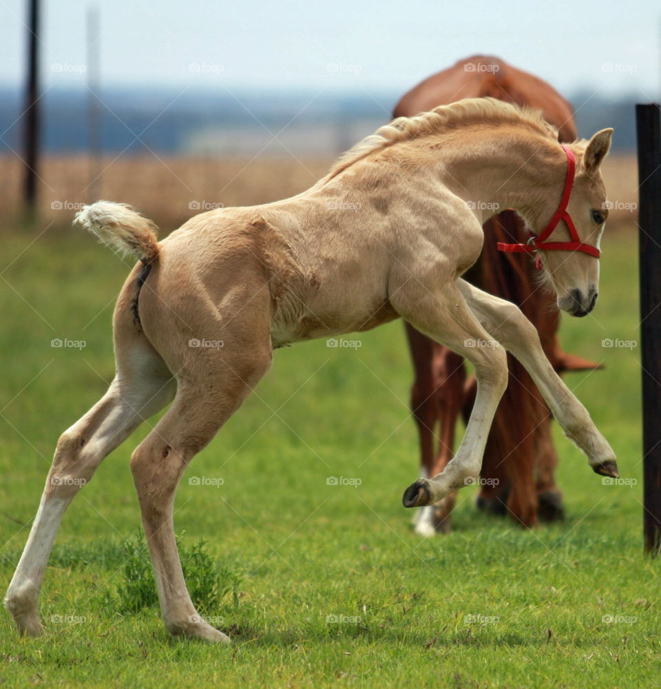 Young palomino  colt jumping with joy
