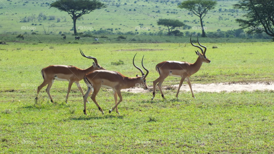 Impalas