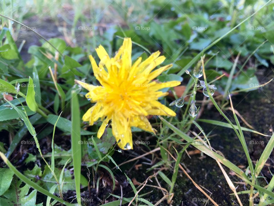 Dandelion