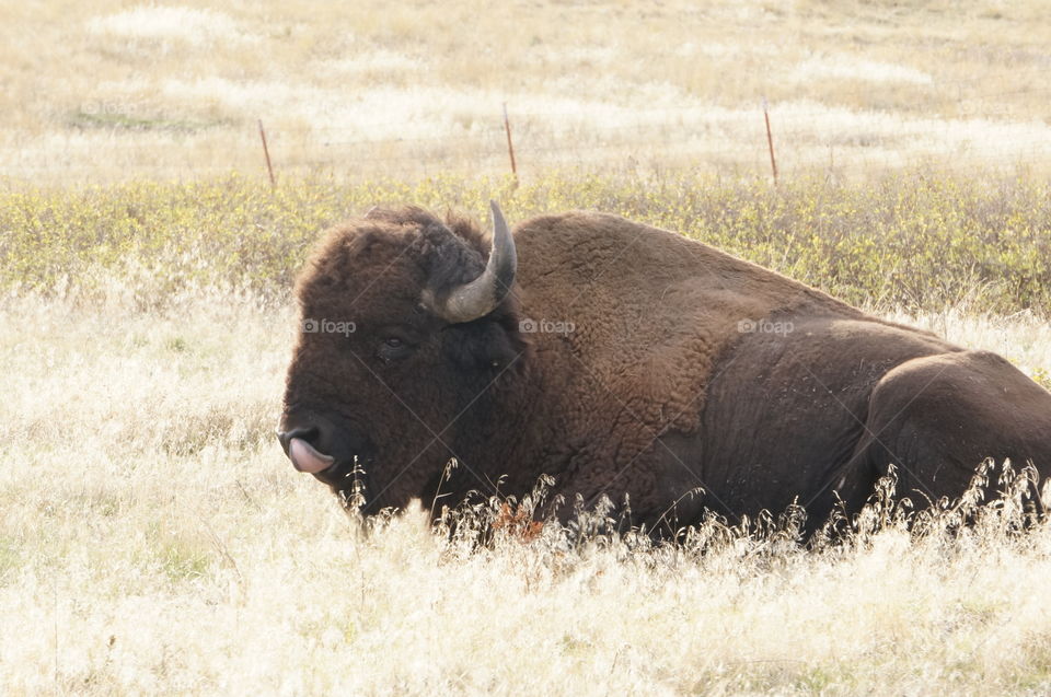 That tongue . A lazy bison at home in the National Bison Range. 