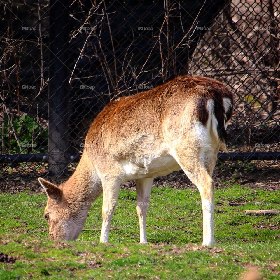 Deer eating grass