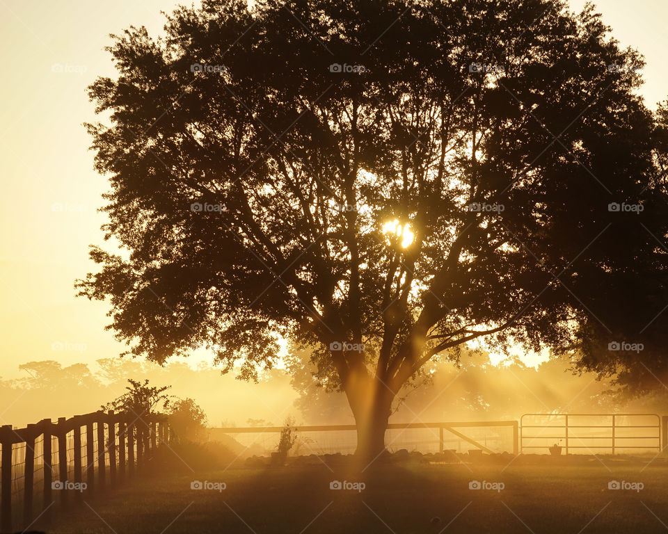 Golden rays from the morning sun through a tree