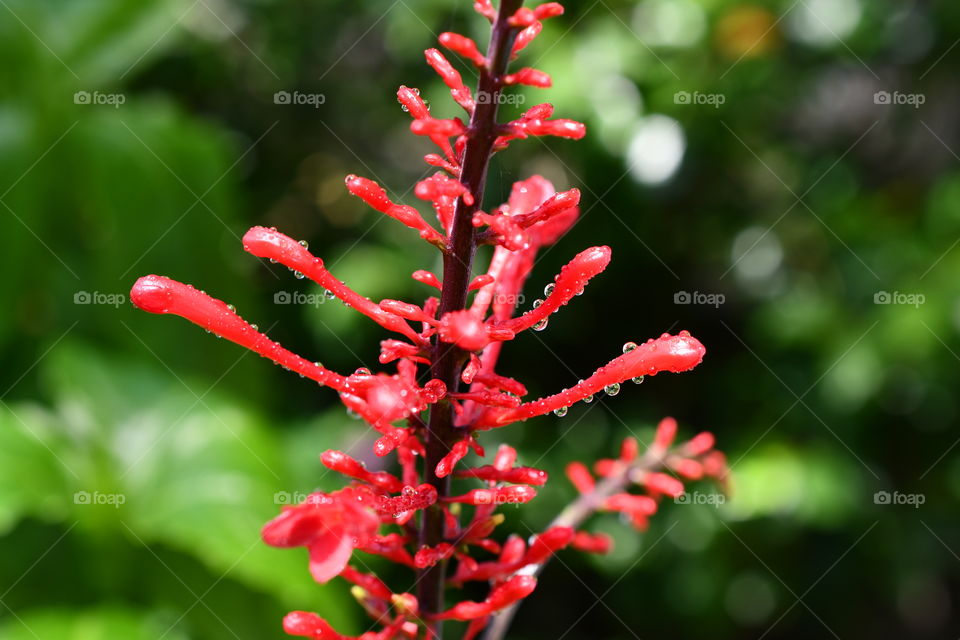 Do you ever walk outside and find morning dew on absolutely everything? Take advantage of the moment, and snap some pictures!