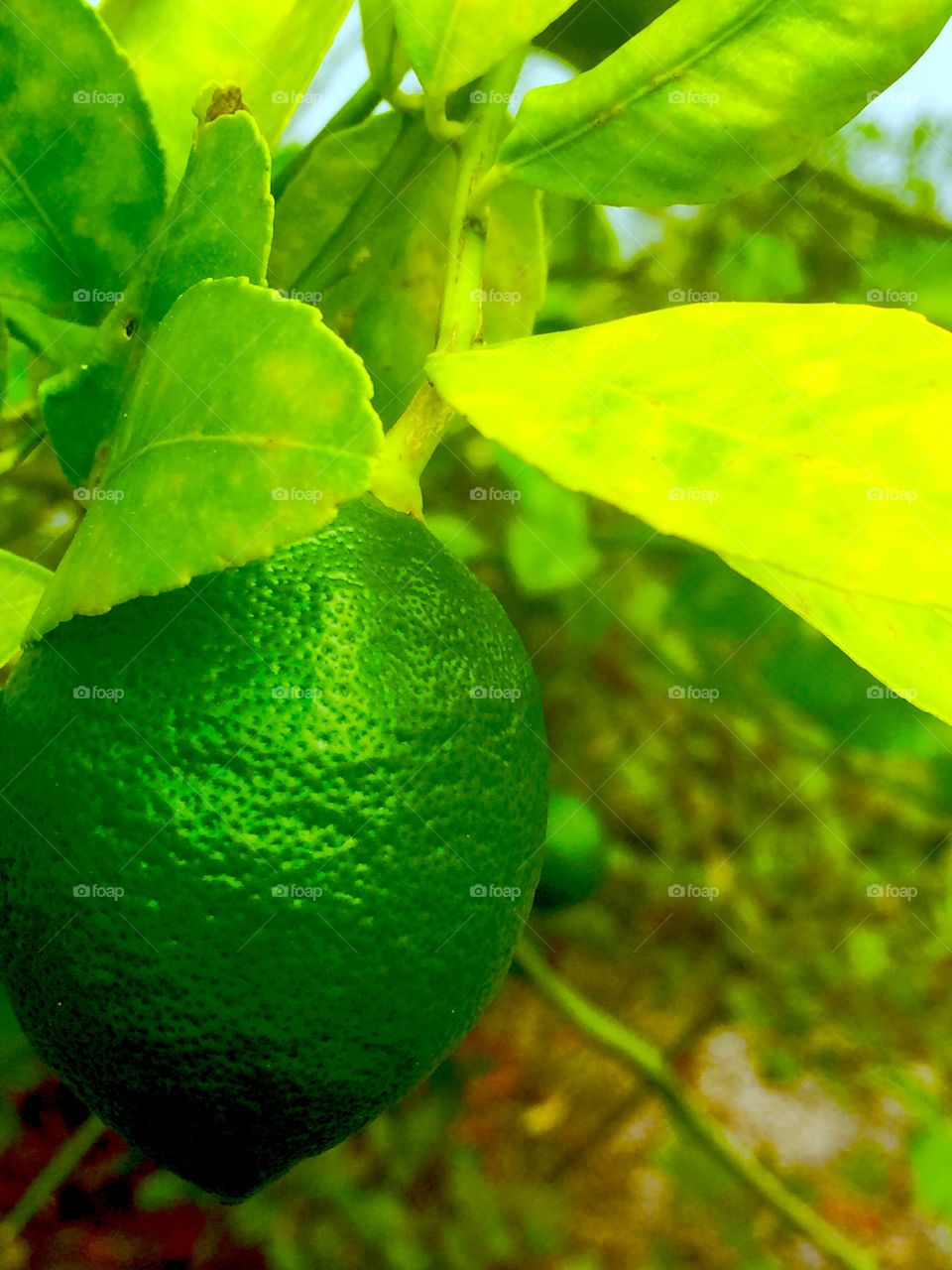 Like tree . Delicious limes 