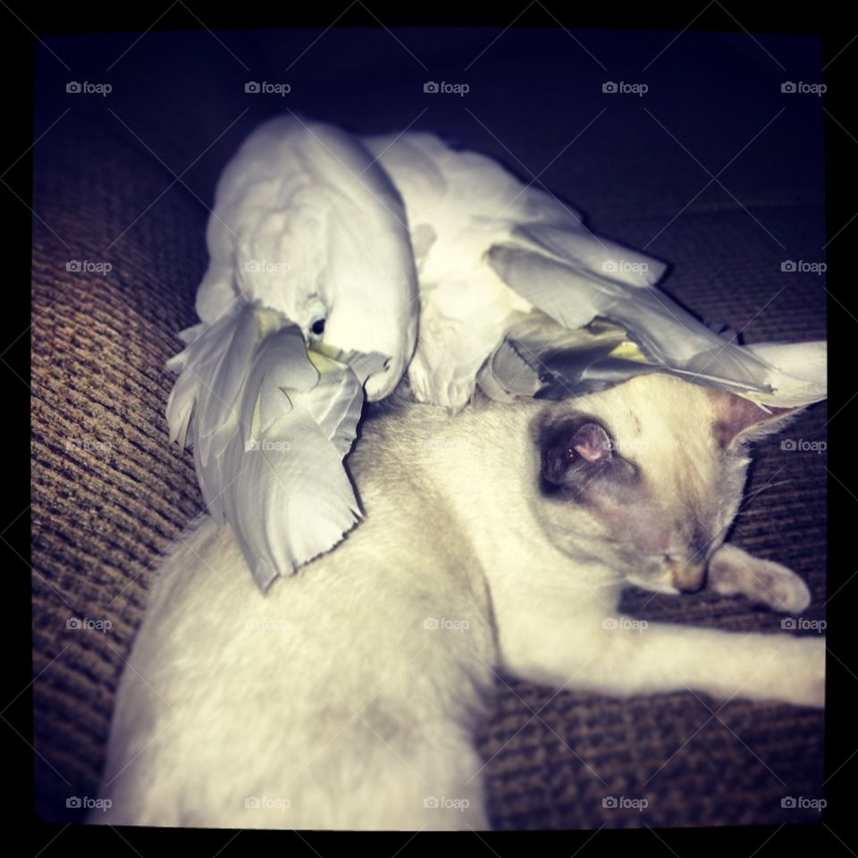 The Kitty and the Cockatoo
