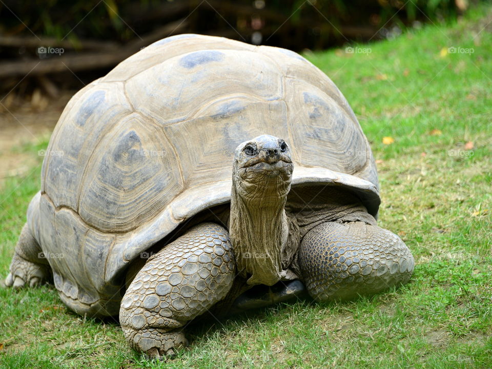 Close-up of giant tortoise