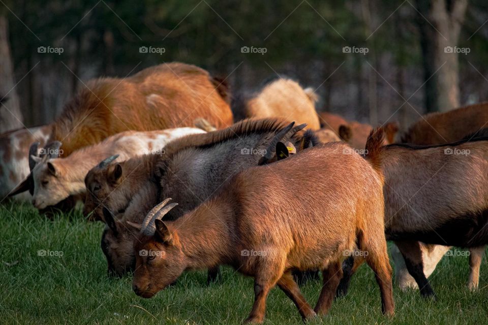 Flock of goats