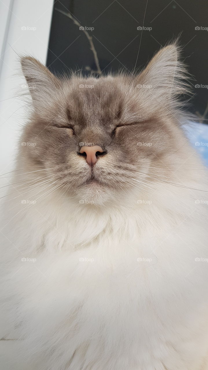 white cat with closed eyes