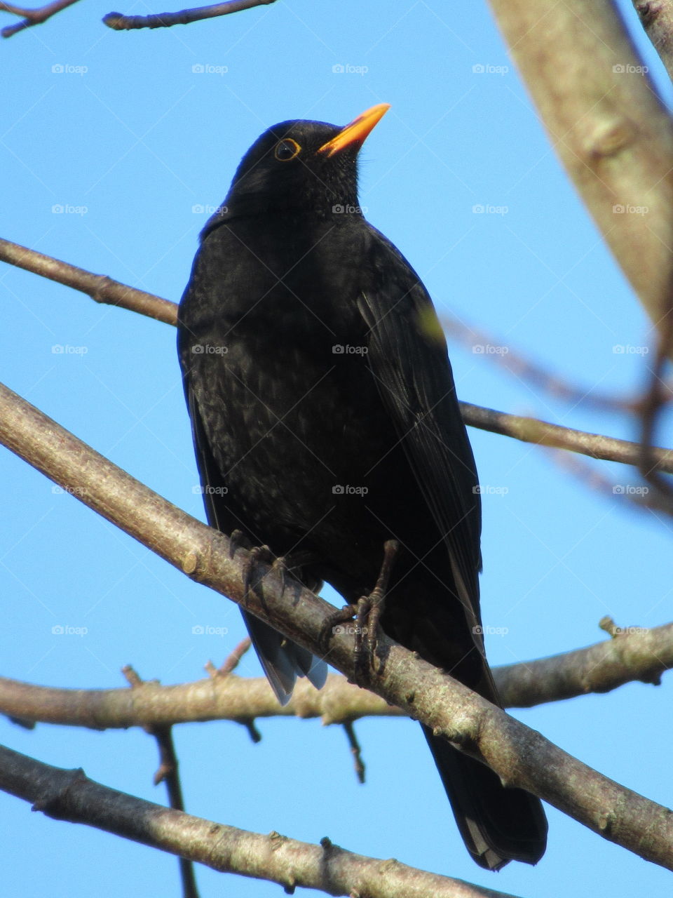 Blackbird in the autumn sunshine