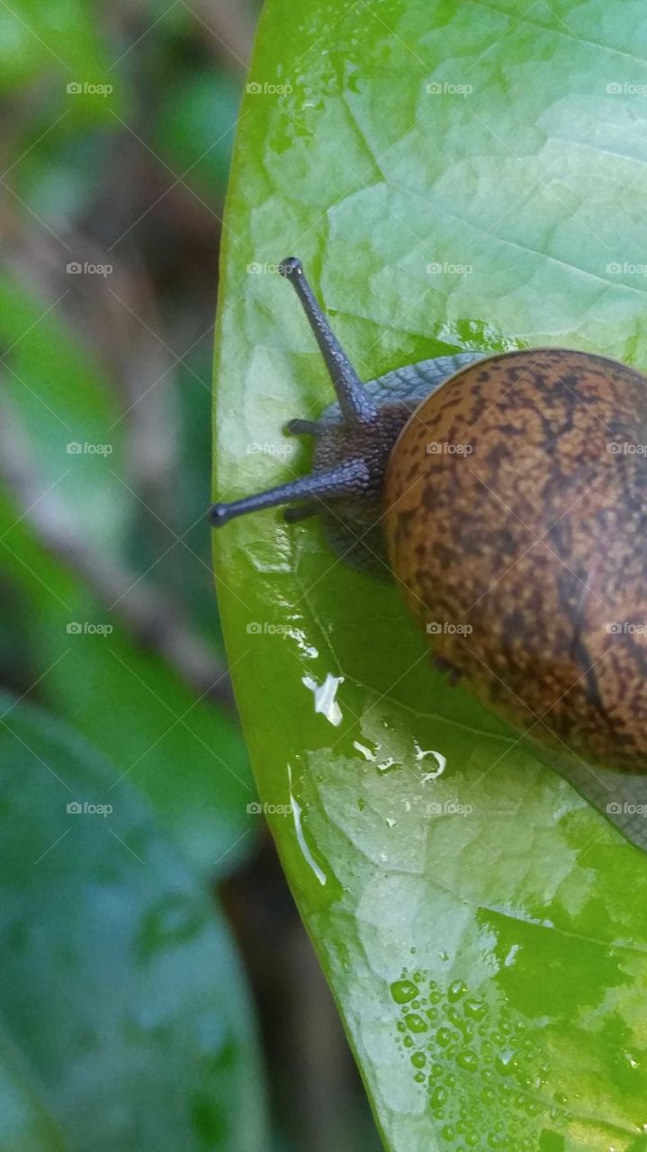 Dark grey snail with brown speckled she'll on a dewy leaf in the early morning.